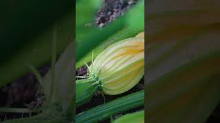 Sarah Ravens top tips for growing and harvesting courgettes  Country Living UK [upl. by Aicen]