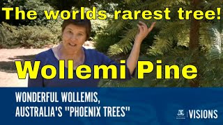 Trees Wollemi Pine Wollemia nobilis Worlds Rarest Tree [upl. by Ahtar]