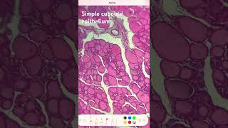 Simple cuboidal epithelium [upl. by Enelrak]