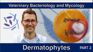 Dermatophytes Part 2  Veterinary Bacteriology and Mycology [upl. by Nileuqay]