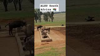 Animals of South Africa 🇿🇦 animals animalsshorts wildlife shortsvideo [upl. by Ayamahs]