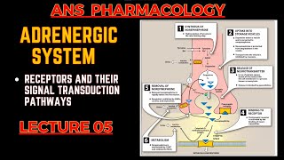 Adrenergic System Basics  Receptors and their Signal transduction  ANS pharmacology L5 [upl. by Hamnet10]