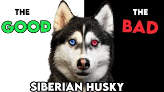 MUSTKNOW Siberian Husky PROS And CONS [upl. by Good]