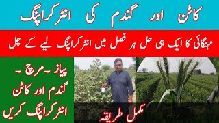 Wheat onion chilli and Cotton ki intercroping information TAj Zari Farm advanced Farming Mazhar [upl. by Yttocs]