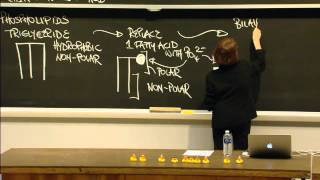 Macromolecules Lipids Carbohydrates Nucleic Acid Excerpt 1  MIT 701SC Fundamentals of Biology [upl. by Aisauqal]