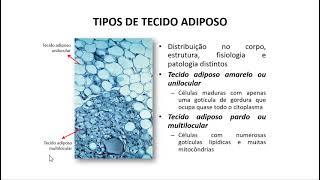 Tecido adiposo  parte 1 [upl. by Grizel]