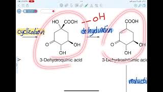 عقاقير shikimic acid pathway شربتته [upl. by Jeanine]