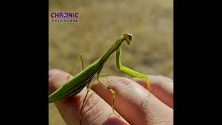 hike  Mount Hawthorne  Okanagan Falls BC Canada prayingmantis mantis insects bug fall [upl. by Altheta]