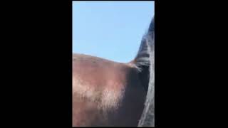 Comp of horses farting [upl. by Zoila670]