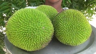 Breadfruit Recipe Raw Jackfruit Poriyal Recipe  Kathal Masala Curry  My country foods [upl. by Niliac]