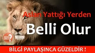 Aslan Yattığı Yerden Belli Olur [upl. by Vod]