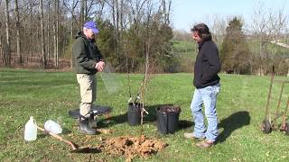 HowTo Plant an Apple Tree Everything you need to know [upl. by Garnes]