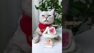 Chef Cat Makes Crispy Marshmallow Cookies😋 ASMR  Cat Cooking Food  Cute Cat TikToks Shorts [upl. by Eylrac]