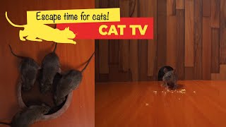 Cat TV  Mice in The Jerry Mouse Hole 🐀 10 HOURS  Videos for Cats [upl. by Olegnalehcim]