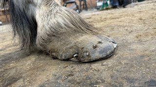 SUPER Long Draft Hooves Get CUSTOM FORGED SHOE MUST WATCH [upl. by Ellinad]