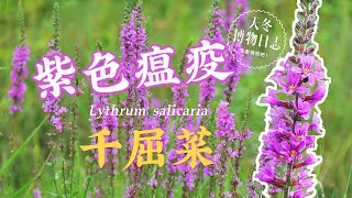 千屈菜  紫色瘟疫【天冬博物日志】 [upl. by Lennox]