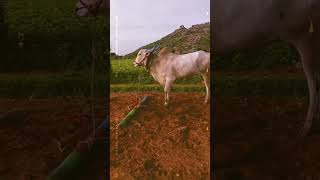 Palledoddi shiva khillari bulls viralshort instagram shortsfeed villagebullsfolk khillaribulls [upl. by Angadreme]