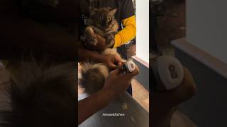 Bast Home service for pets Contact no ‪91 99959 65709‬ grooming pets cat Full video uploaded [upl. by Callida]