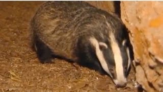 Badger cull right or wrong [upl. by Enidan508]