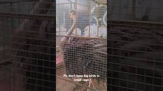 ostrich bird birdsostrich viral youtubeshorts vizagbeach beachbeauty [upl. by Glenden]