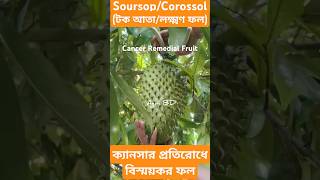 Soursop soursop graviola corossol tokata fruit sour cancer cancerrecovery agriculture agri [upl. by Cook273]