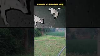 Dog 🦮 vs wolf 🐺🐺 hunting trinding shorts animal dig wolf [upl. by Ayatnwahs461]