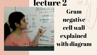 Gram negative cell wall with diagram [upl. by Beshore399]