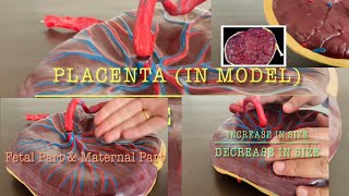 Understanding Placenta  Identify fetal part and maternal part  Gross anatomy  Obstetrics [upl. by Aihsat]