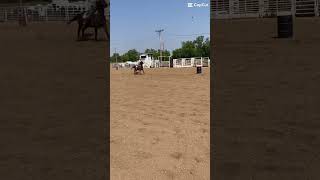 I can’t believe that this was only a year apart horse bayhorse quarterhorse rodeo [upl. by Nylkaj74]