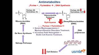 Antimetabolites [upl. by Eelanaj]