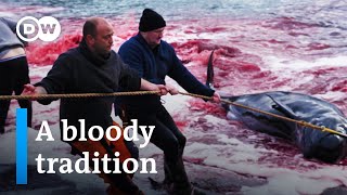 Whale hunting in the Faroe Islands  DW Documentary [upl. by Petulah832]