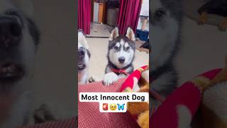 Cutest dog in the world 🚨😭 shorts dog husky trendingsongs [upl. by Allecram]