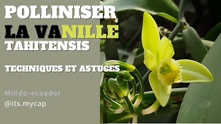 Apprends à polliniser la vanilleTahitensis [upl. by Ayiak]