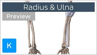 Bones of the forearm  Radius and ulna preview  Human Anatomy  Kenhub [upl. by Adnalram]