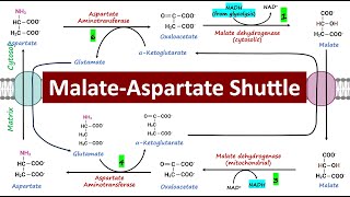 MalateAspartate Shuttle Mitochondrial Respiration  Biochemistry Basics [upl. by Tomlin]