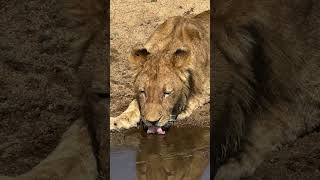 Lions 2024 wildlife jimcorbettwildlifeandnatureview animals corbett leopard jimcorbett [upl. by Annayram]