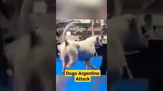 Dogo Argentino attacks another dog during a dog show [upl. by Nirej215]