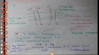 ABSORPTION OF AMINO ACIDS DIPEPTIDES TRIPEPTIDESANTIGENFUNCTION OF M CELLS [upl. by Eellek615]