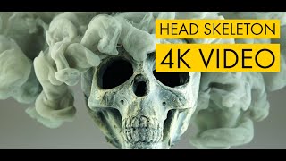 Head Skeleton in 4K Video [upl. by Rissa587]