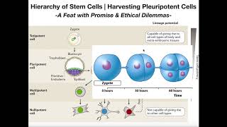 Whats the Deal with Induced Pleuripotent Stem Cells iPSCs [upl. by Waldner]