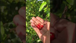 Solanum Violaceum fruits harvest near my garden [upl. by Sewell]