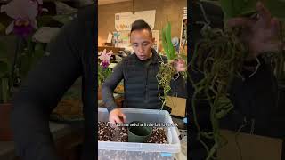 How to Repot Your Orchid [upl. by Cooperstein]