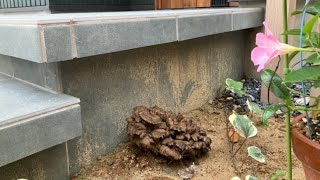 Growing maitake mushrooms at the entrance of home [upl. by Charlotta]