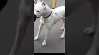 DOGO ARGENTINO ATTACK ROTTWEILER [upl. by Ahsek]