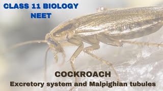 Excretory System of cockroach  Class 11 BiologyNEET [upl. by Cathrin847]