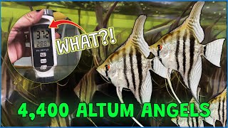 Largest shipment of Altum Angelfish shipped to china from Colombia [upl. by Seena]