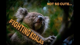 Fighting Koalas [upl. by Shulock]