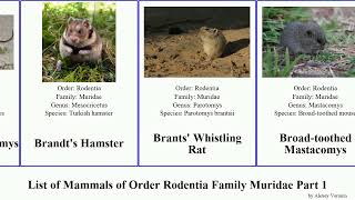 List of Mammals of Order Rodentia Family Muridae Part 1 rat mouse gerbil hamster australian grass [upl. by Emmott]