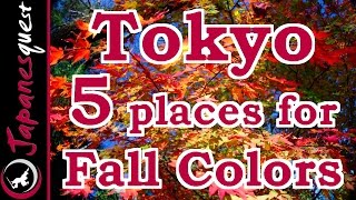 Top 5 Places to See the Fall Colors of Tokyo [upl. by Choong699]