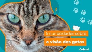 5 curiosidades sobre a visão dos gatos [upl. by Yecam817]